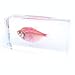 QTMY Biology Science World Collection of Real Insect Specimen Paperweight (Fish) (Colourful Light Fish)