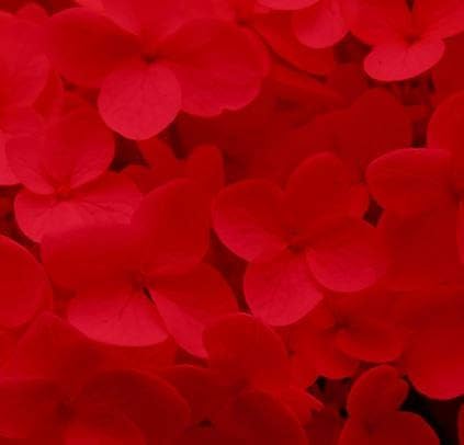 Design Master Absorbit Stem Dye for Fresh Cut Flowers Matte Finish Systemic (Holiday Red)