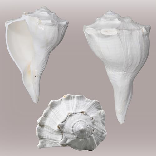 Image of Crystal Heaven Dakshinavarti Shankh Original - 6 to 7 inch inches Large Dakhinabarti Sankha for Puja Original Conch Shell - Natural Dakshinmukhi Shankh for Pooja, Meditation and Gifts