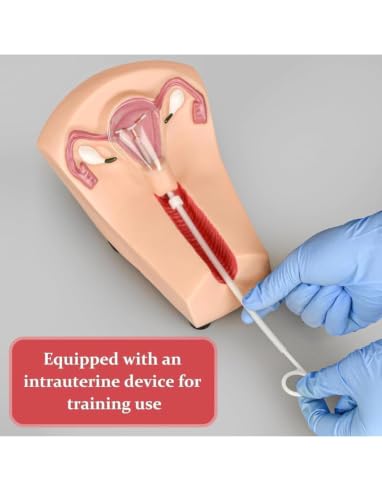 Image of IUD Training Model Kit | Female Uterus Model for Intrauterine Device Insertion & Removal | Gynecology Teaching Model for MBBS, Nursing, Medical Students & Family Planning Education