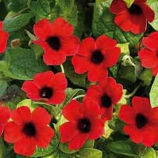 Miniatura 1 de 10 semillas frescas de flor de Thunbergia para plantar rojo