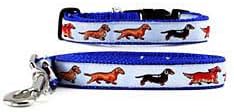 dachshund collars