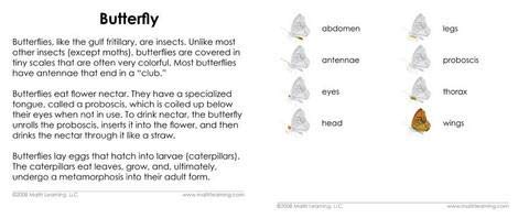 "Parts of" the Butterfly 3-Part Photo Cards - Image 4