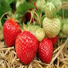 Seascape Beauty Everbearing 25 Live Strawberry Plants, Non GMO,