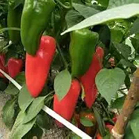 Sementes de pimentão vermelho Rubi Gigante 50 unidades Sementes para Plantio em Horta, Orgânico