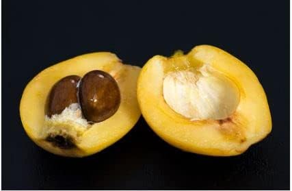 Super Gold Nugget Loquat Tree, 3 Gallon Container