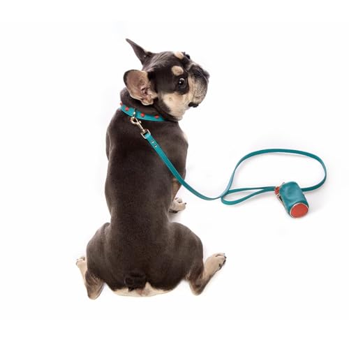 Collier Cuir Turquoise pour Petits Chiens : Avis Complet et Astuces