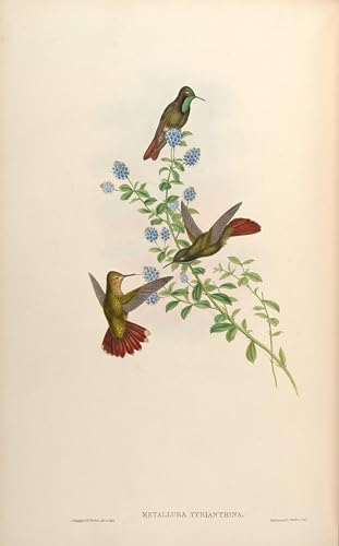 Affiche toile oiseau Metallura Tyrianthina John Gould 60x90cm