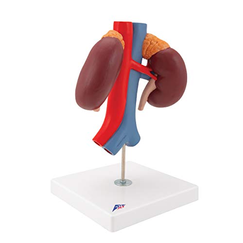 Image of 3B Scientific K22 /1 Kidneys w / vessels 2 part - 3B Smart Anatomy