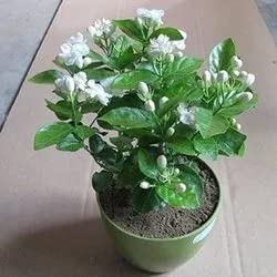 Cloud Farm Arabian Jasmine/Beli Flower/Mogra Flower/Double Petal Live Flower Plant CF_56 (B0BDGN3QFK) Amazon Price History, Amazon Price Tracker