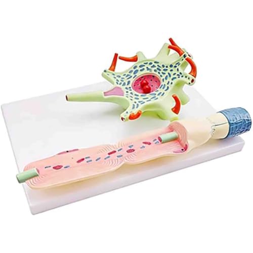 Modèle anatomique de neurone 2500x en PVC durable pour laboratoires de biologie