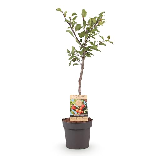 Green boutiQ - Arbre fruitier - Prunus domestica Victoria - Pommier - Rustique - Pomme Rose-Orange - 1 Plante - Pot 21cm - Hauteur 90cm