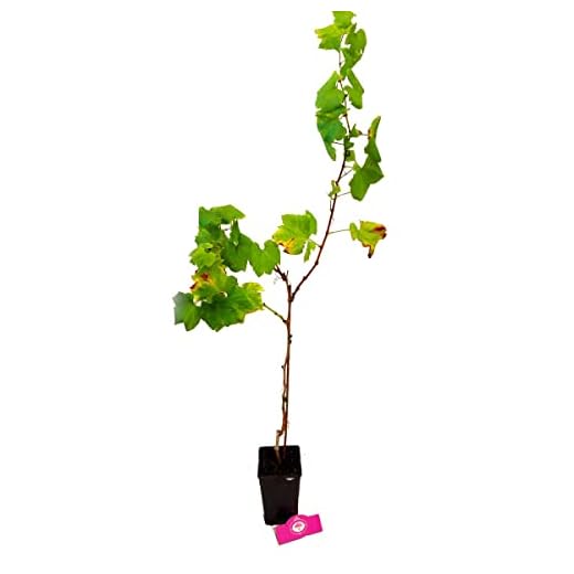 Planta de Uva Blanca en Maceta Ideal para Cosechar tus Propias Uvas