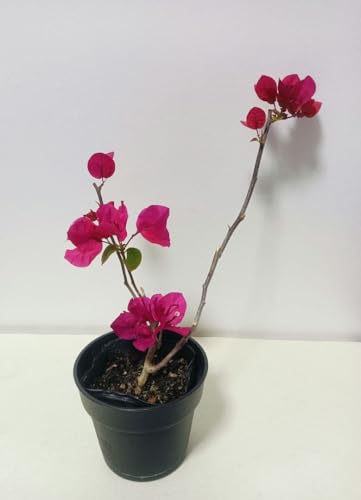 苗 ブーゲンビリア」の人気商品一覧 | 安い商品を通販サイトから探す