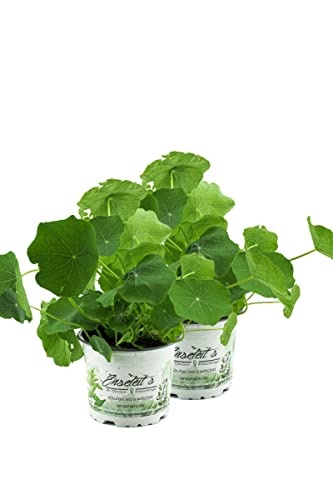 2x Kapuzinerkresse Tropaeolum majus frische Kresse für die Küche
