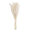 ZHIYA 10 STKS Natuurlijke Pampas Gras Gedroogd Riet Pluimen Gras DIY Gedroogde Riet Klop Riet Woondecoratie Kunstmatige…