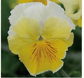 Amazon パンジービオラフリル咲きパンジーフリズルシズル レモネード 1株 花