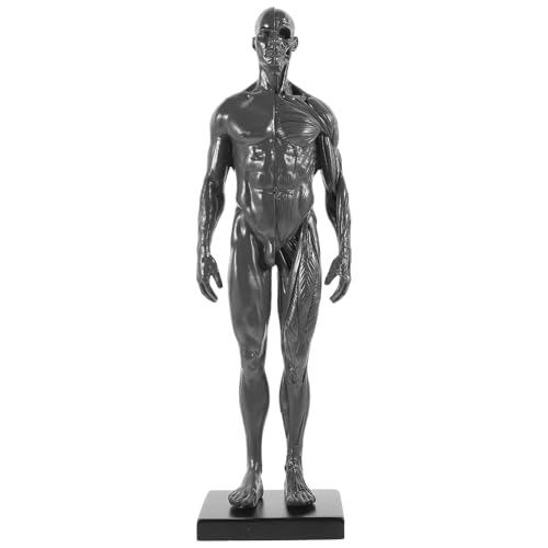 Outil pédagogique Beaupretty avec structure musculaire et osseuse pour étudiant en laboratoire