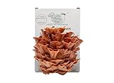 Merit Mushrooms - Large Pink Oyster Mushroom Growing Kit | Ready-to-Grow | Cut and Spray | Mushrooms in as Little as 2 Weeks | Grow Your Own Mushrooms