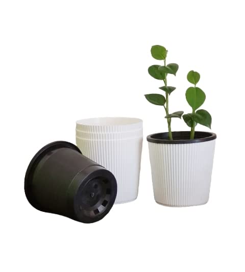 See full amazon price history chart for Crystal Bloom 5.5 Inch Modern Plant Pot | Pack of 3 | Self Water | White Outer and Black Inner Plant Container | Non-Fadable | Solid | Best for Indoor and Balcony | UV Treated | Crystal Bloom 5.5 Inch Modern Plant Pot | Pack of 3 | Self Water | White Outer and Black Inner Plant Container | Non-Fadable | Solid | Best for Indoor and Balcony | UV Treated | (B09HV1R789) Amazon Price History, Amazon Price Tracker
