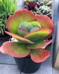 Kalanchoe Flapjack Red Poplet Paddle Live Succulent Plant with pot-image-10