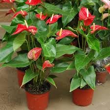 Anthurium live plant seeds, Highgermination (Pack of 12) (B0CM3PPC2G) Amazon Price History, Amazon Price Tracker