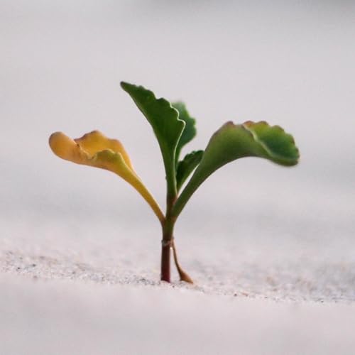 Growing Others