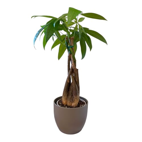Image of Money Tree Live Plant | 14-22 Inches Tall Bonsai | Easy to Grow Indoor Houseplant | Home, Office, or Room Decor | Birthday, Housewarming Gift (Slate)