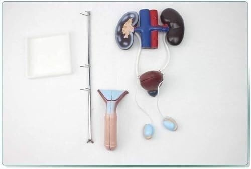Kidney Bladder Ureter Anatomy Model of The Male Urogenital System Or Teaching Display