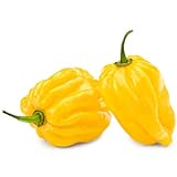 Semillas de Pimiento Habanero - Semillas de chile muy fuerte (Capsicum chinense) para jardín, balcón, maceta y invernadero - diferentes variedades | Love my Nature (Amarillo)