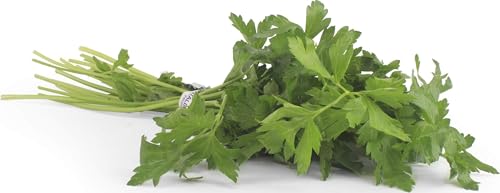 Herb Parsley Italian Conventional, 1 Bunch