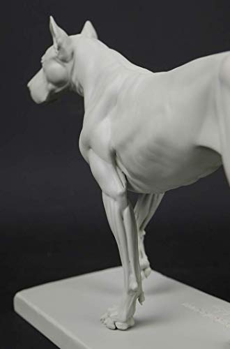 Image of 3dtotal Anatomy: Canine Figure