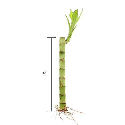 Live Lucky Bamboo Bundle Of 10 Stalks - 6 Inch Stalks - Live Indoor Plants For Home Decor, Arts & Crafts, And Feng Shui #TOP3