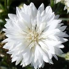 Non GMO Bulk Cornflower/Bachelor Button Seeds - Tall White Centaurea cyanus (25 lbs)