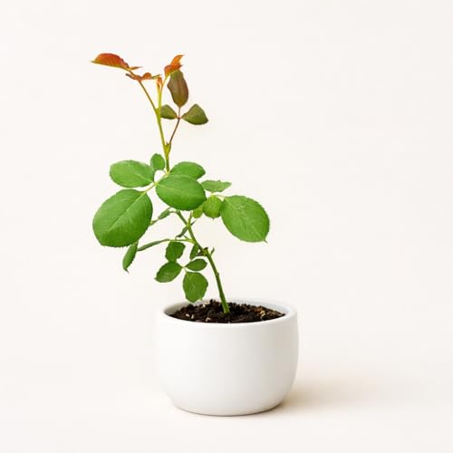 PLANT NOOK Don Juan Climbing Rose 2-Pack