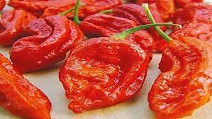 Ghost chilli seeds for home gardening || home gardening seeds for ghost chilli (60 seeds)-image-13