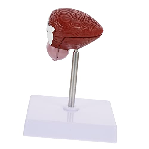 Modèle de vessie humaine en relief pour l'étude de la biologie
