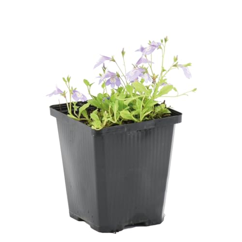 Bloomique - Mazus Reptans - Mazus rampant - Plantes de bassin - Plantes aquatiques - Rustique - Hauteur 10-20 cm - Pot 9 cm