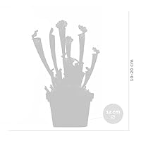 Bloomique - Sarracenia Juthatip Soper - Schlauchpflanze - Fleischfressende Pflanze - Höhe 15-25 cm - Topf 12 cm – Ansicht 5