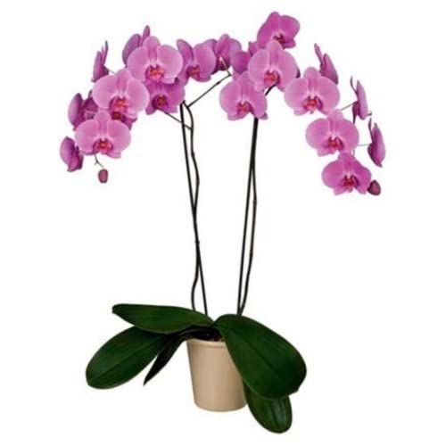 Phalaenopsis Morada Cover