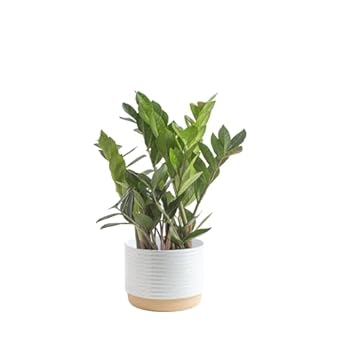 Five Indoor Plants That Transform Your Air Quality Effortlessly 3 best indoor plant to purify air naturally
