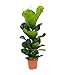 Bloomique - Ficus Lyrata - Geigenfeige - Zimmerpflanzen Gro&szlig; - Pflegeleicht - Luftreinigend - H&ouml;he 80-100 cm - Topf 21 cm