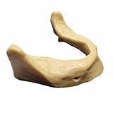 FHUILIJH Modèle d'enseignement de Gomme pour la Pratique de l'implantation Dentaire des D...