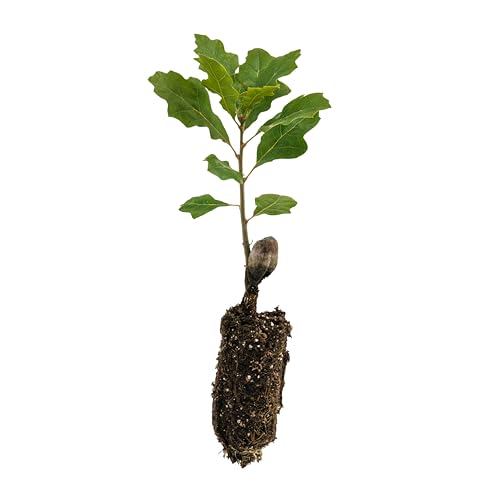 California Black Oak | Medium Tree Seedling | The Jonsteen C...