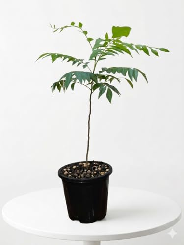 Image of EverEverGreen Live Curry Leaf Plant, Fresh Curry Patta for Home Garden herbal plant with black pot (pack of 1)
