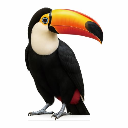 Toucan Cardboard Cutout 2 Feet – Life-Size Realistic Animal Standee for Parties, Events & Classroom Displays