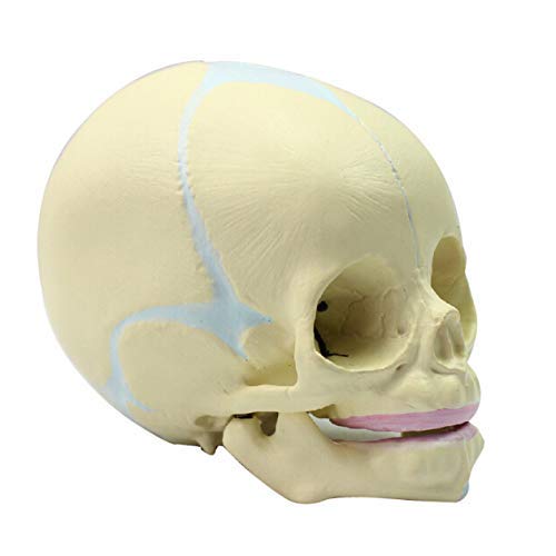 Anatomia szkielet modele ludzki płód medyczny dziecko anatomiczny model czaszki 30 tygodni nauczanie szkielet nauki medyczne materiały dydaktyczne