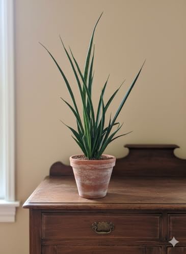 Sansevieria kirkii Bogenhanf pflegeleichte Zimmerpflanze Pflanze ca.50cm hoch
