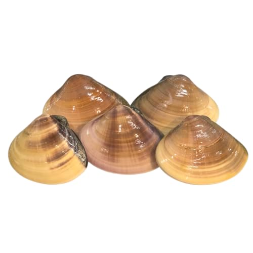 VR n͂܂ () tYmLFnOKAWARINX nn}O n 200gTCY×3kg ①