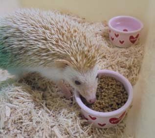 Amazon | SBS インセクティボアフード 600g ハリネズミフードや